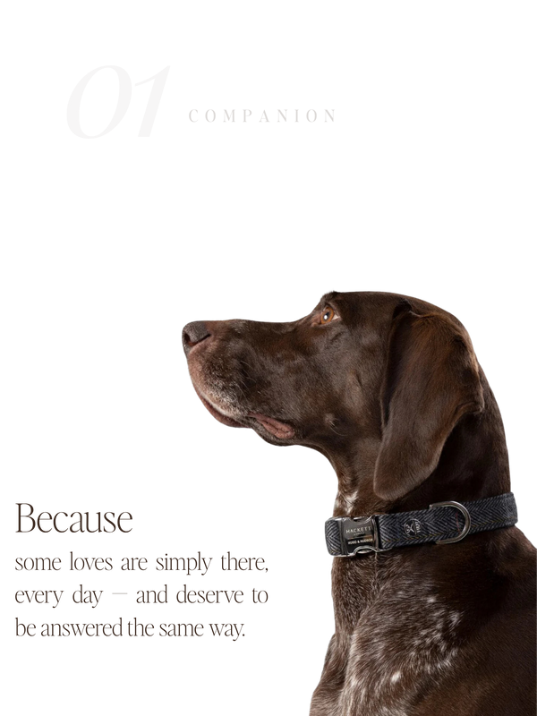 For Companions — No. 01