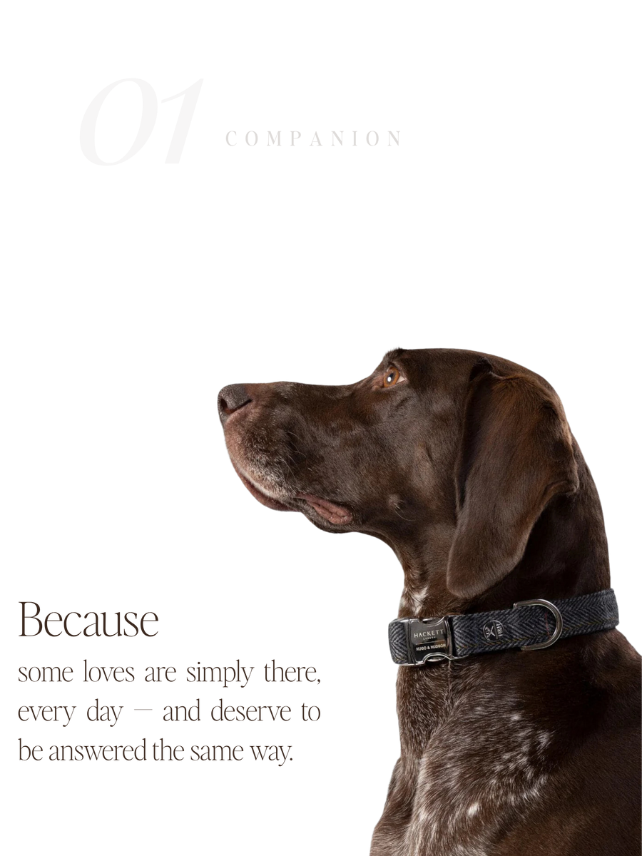 For Companions — No. 01