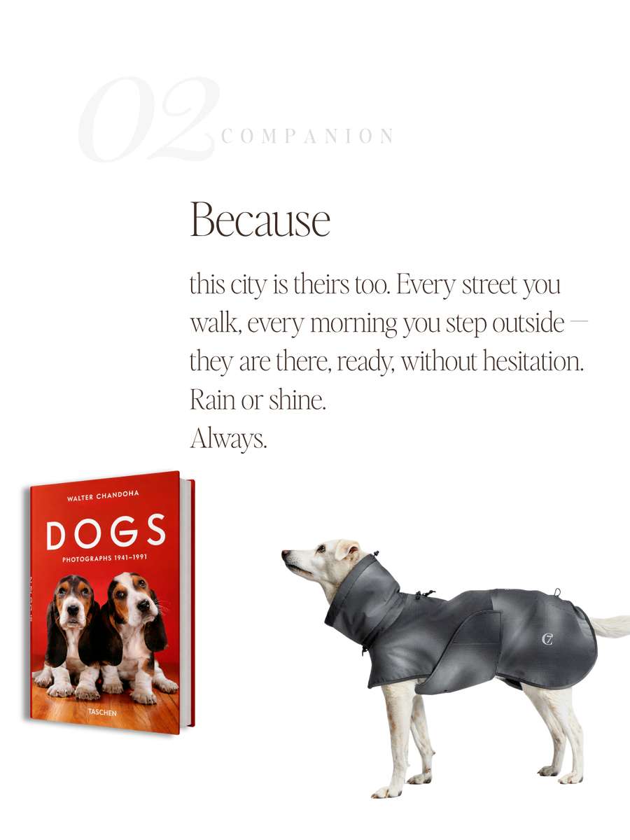 For Companions — No. 02